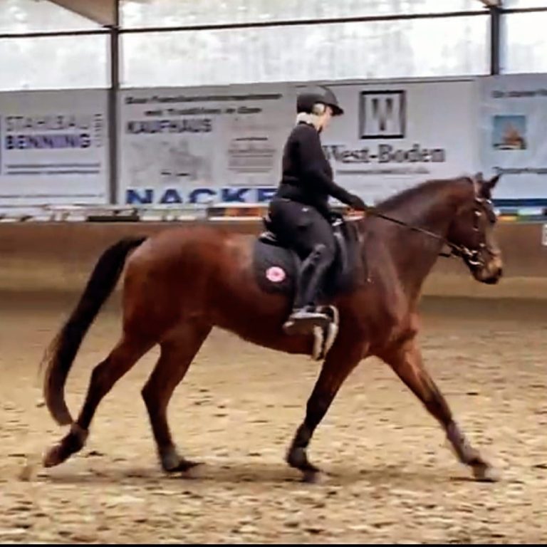 Reiterin auf Warmblut im freien Galopp – Bewegungsfreiheit nach professioneller Sattelanpassung